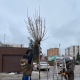 В Курске завершили озеленение