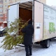 Экотакси соберет елки у жителей Курска