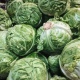В Курской области поставщики предупредили о повышении цен на продукты