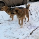 В Курске стая собак напала на подростка