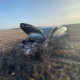 Серьезная авария произошла в Курской области