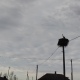 В Курское приграничье возвращаются аисты