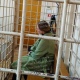 Гендиректора «Центра компетенции развития городской среды Курской области», находящуюся под домашним арестом, отстранят от должности