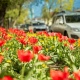 Улицы Курска украсят 180 тысяч цветов