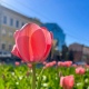 В Курскую область полярная ложбина принесет дожди с грозами