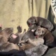 Курские спасатели вынесли из пожара 8 новорожденных щенков