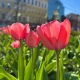 В Курской области зафиксированы два новых температурных рекорда