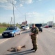 Под Курском автомобиль сбил косулю