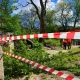 В центре Курска пилят аварийные деревья