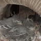 В Курске обнаружили необычное гнездо белых трясогузок