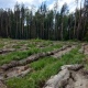 В Курской области посадили 110 гектаров леса