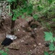 Диверсионная группа ВСУ уничтожена в лесополосе между Сумской и Курской областями