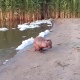 В Курской области сняли на видео необычного обитателя водоема