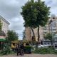 В Курске на улице Ленина пилят липы