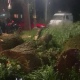 В Курске ранена женщина при падении дерева
