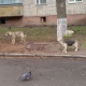 В Курске продолжают отлавливать бродячих собак