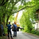 В Курске упавшее дерево повредило крышу многоквартирного дома