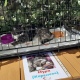 Кошкам из курского приграничья ищут новых хозяев