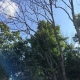 В Курской области вырубят почти 850 гектаров зараженного ясеня