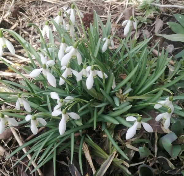 В Курской области 22 марта ожидается от 4 градусов мороза до 10 тепла