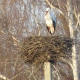 В Курскую область возвращаются аисты