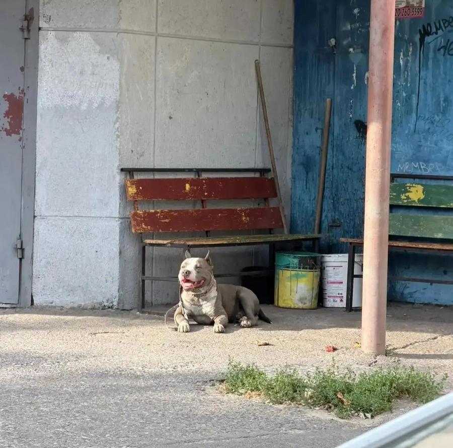 В Курске агрессивная собака заблокировала подъезд жилого дома В Курске агрессивная собака заблокировала подъезд жилого дома