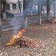 За сжигание листвы будут карать