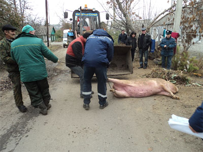 Уничтожением свиней занимаются специальные бригады Уничтожением свиней занимаются специальные бригады