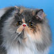Персидская кошка выиграла пылесос и микроволновку