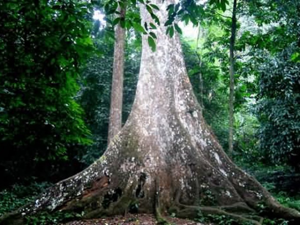 Тысячелетнеее дерево-великан чо-ксань