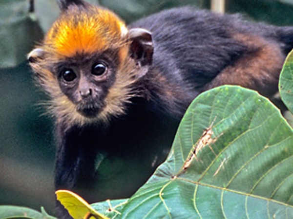 Главная достопримечательность фауны – лангур Делакура – эндемичный вид обезьян, находящийся под угрозой исчезновения