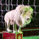 В цирке продлены гастроли «Белых львов Африки»