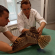 Курские ветеринары вылечили раненого совенка