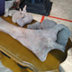 Курская область. В горшеченский музей передали кости мамонта из Якутии