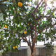 В Обояни созревает урожай мандаринов и апельсинов