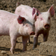Вспышка африканской чумы свиней на предприятии «Мираторг-Курск»