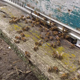 Курские пасечники сообщили о массовом отравлении пчел