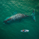 Незабываемая встреча в Охотском море с гренландскими китами