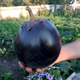 В Мантурово и Курске выросли помидоры-гиганты, в Фатежском районе созрел огромный баклажан