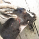 По следам чупакабры. В Курской области неизвестный зверь убивает скот и пьет его кровь