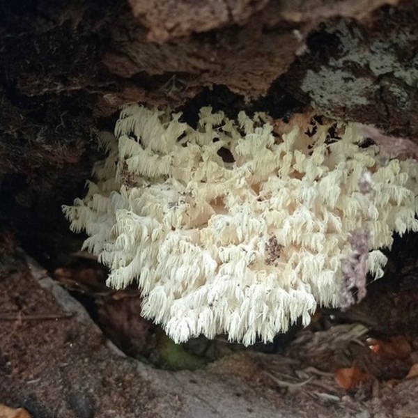 Ежовик коралловидный – один из самых красивых и необычных грибов