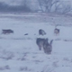 В Щигровском районе выслеживали стаю волков