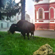 «Слово пацана» и бизон в центре города. 30 лет курской полиции