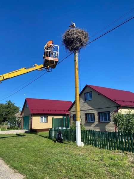 Чтобы попасть в гнездо и окольцевать птенцов, использовали автомобиль с вышкой Чтобы попасть в гнездо и окольцевать птенцов, использовали автомобиль с вышкой
