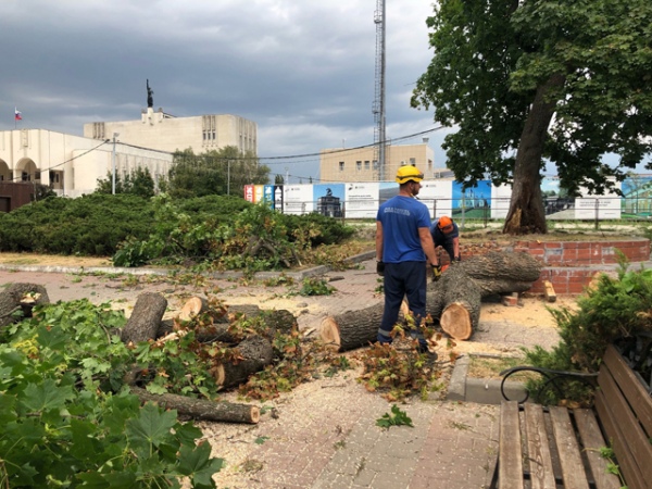 В Курске во время бури рухнул клен-великан на улице Ленина В Курске во время бури рухнул клен-великан на улице Ленина