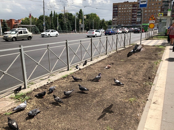 В этом году с озеленением в городе большие проблемы В этом году с озеленением в городе большие проблемы