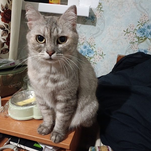 Хозяйка кошки пешком выбиралась из горящей Суджи, неся ее в рюкзаке Хозяйка кошки пешком выбиралась из горящей Суджи, неся ее в рюкзаке