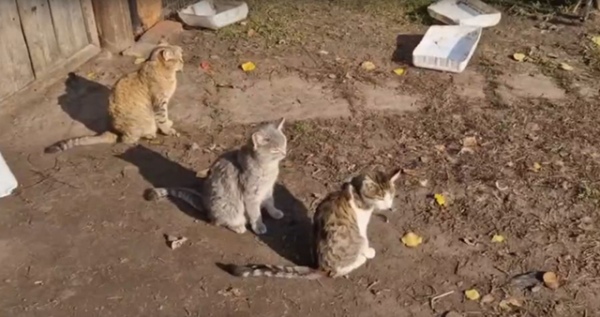 Кошки сами пришли в единственный на улице жилой дом Кошки сами пришли в единственный на улице жилой дом