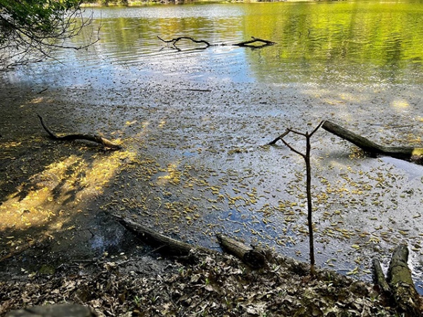 Вода в Сейме в районе очистных сооружений покрылась маслянистой пленкой, появились сообщения о гибели рыбы Вода в Сейме в районе очистных сооружений покрылась маслянистой пленкой, появились сообщения о гибели рыбы