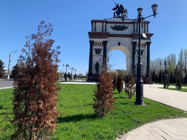 Перед Триумфальной аркой засохли все туи, высаженные в 2023 году Перед Триумфальной аркой засохли все туи, высаженные в 2023 году